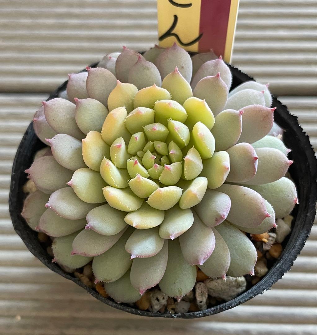 ちょこん　札付き　ミックスベリア　多肉植物