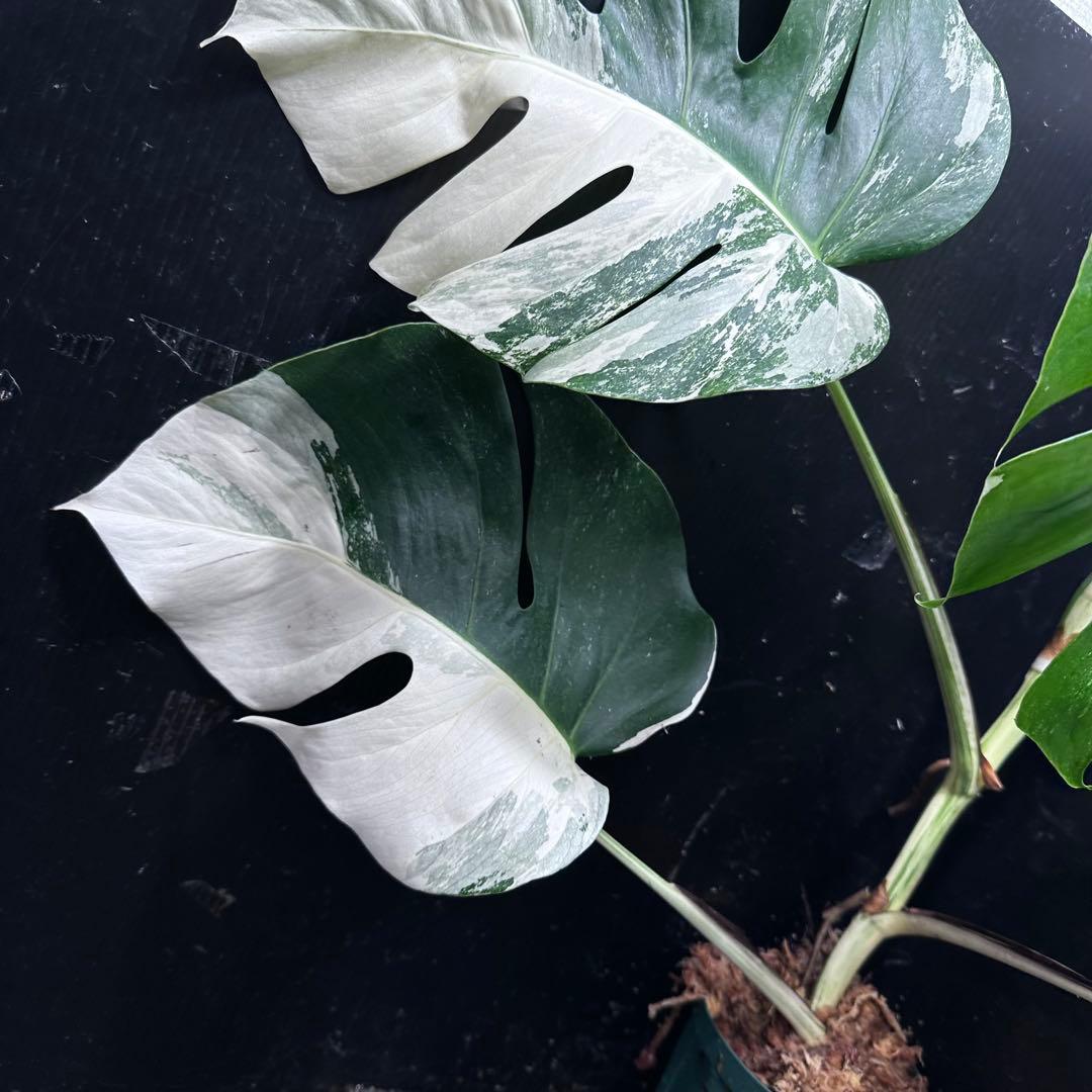 超*✿様 モンステラ斑入りハーフムーンホワイトタイガー極美斑入り　　 63cm