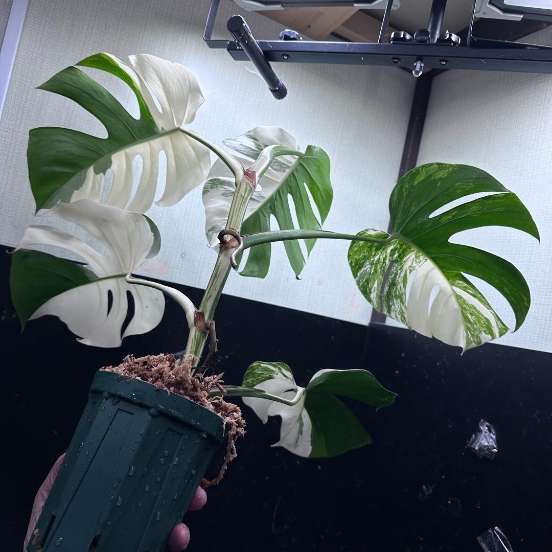 超*✿様 モンステラ斑入りハーフムーンホワイトタイガー極美斑入り　　 63cm