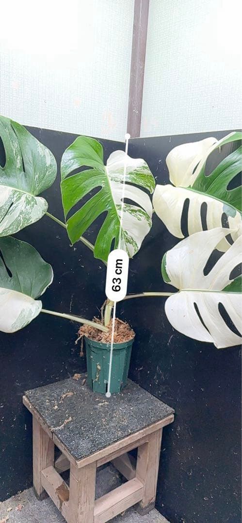 超*✿様 モンステラ斑入りハーフムーンホワイトタイガー極美斑入り　　 63cm