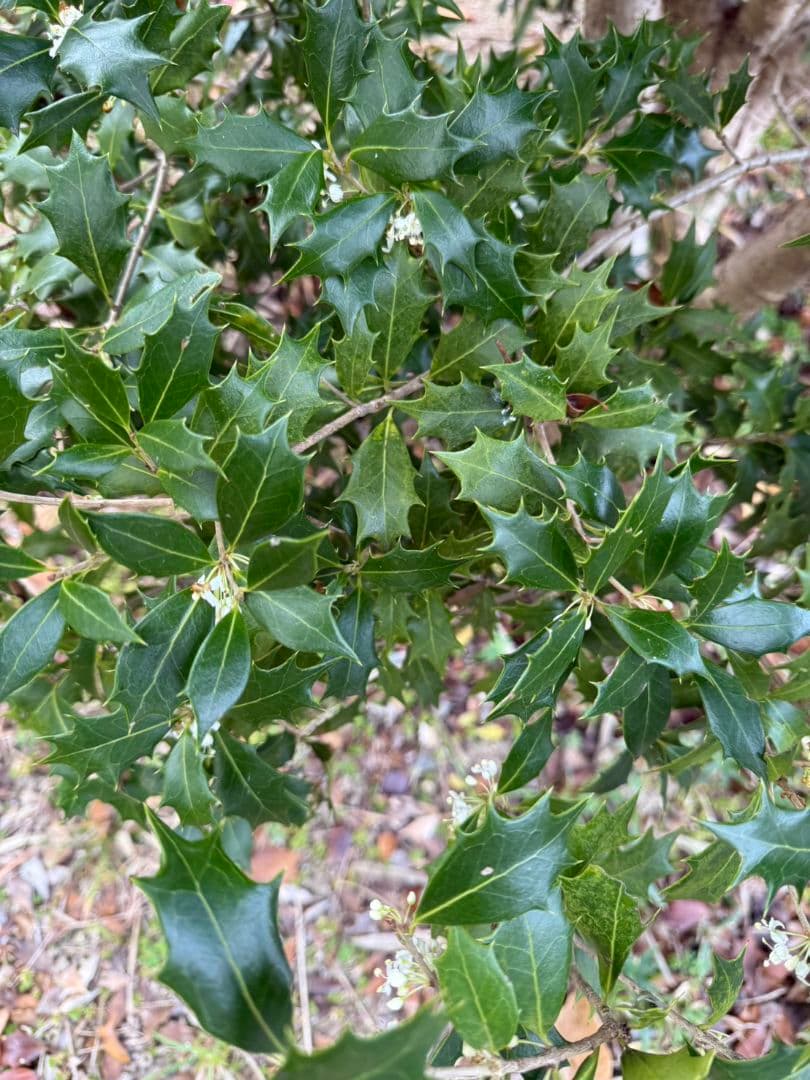 No.220d♡姫ヒイラギ♡オーダーページ♡ 馬鹿げていよう