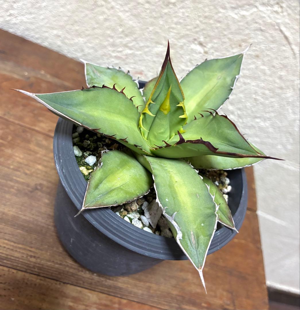 アガベ オテロイ - メルカリ