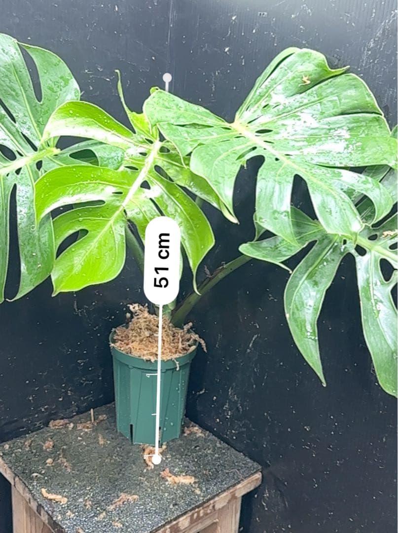 ビ*ん様 モンステラデリシオーサマクロコズム超希少系統鉢植え5→㎝