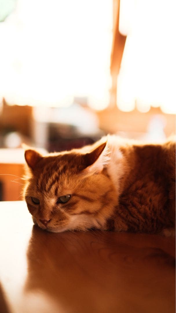 XF35mm F1.4 R FUJIFILM 【作例あり】　神レンズ