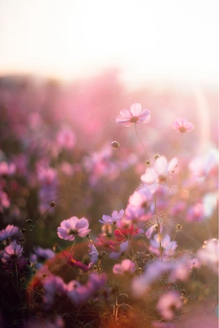 Super Takumar 55mm f1.8【前期型】【超初期ロット】【M42