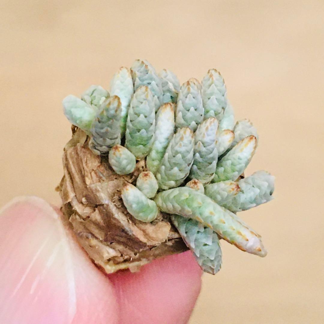 【稀少・赤花】4 うつぼ錦 アボニア クイナリア コーデックス 冬型 塊根