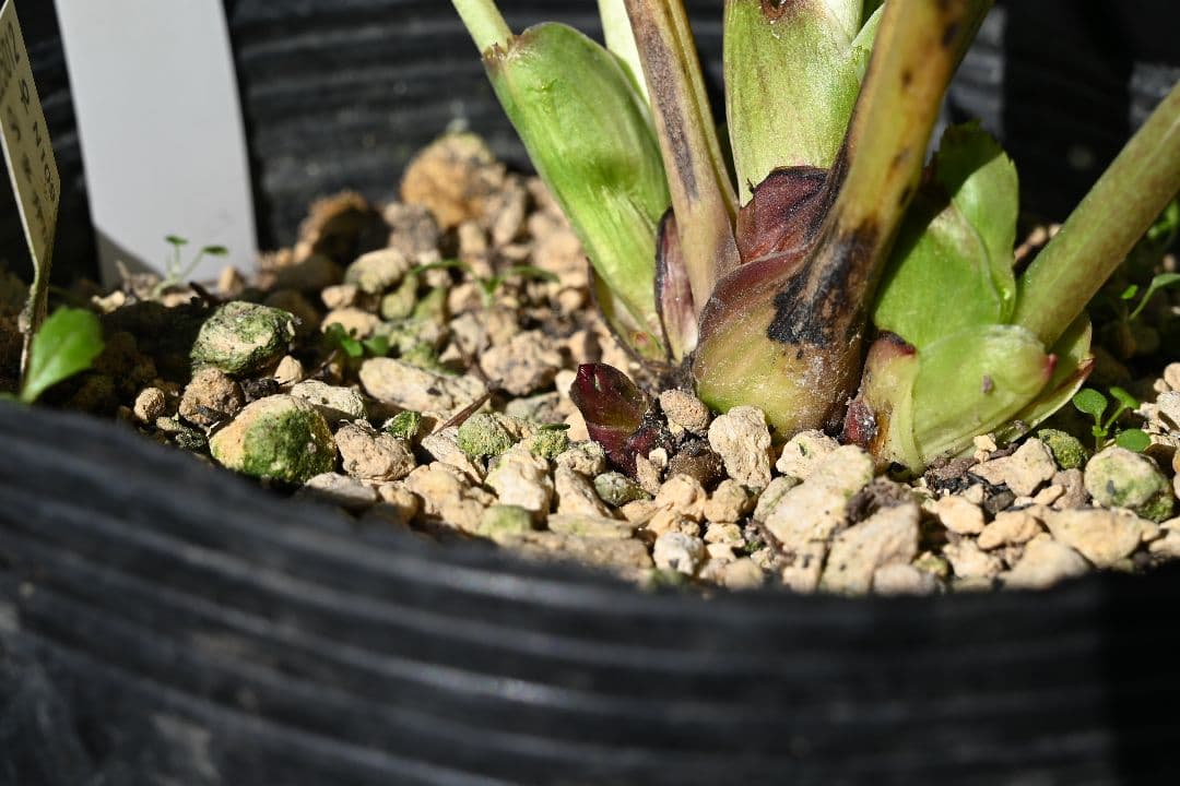 クリスマスローズ　認定ホワイトアフロディーテ　加藤農園