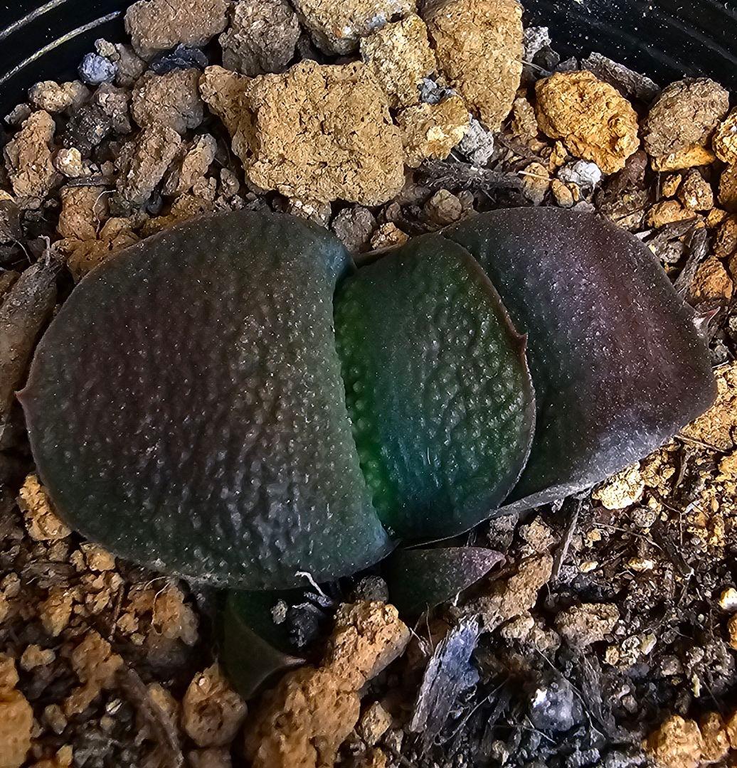 メルカリ便発送&ロウルサンコさんラベル付き☆多肉植物 ガステリア 臥牛 王頭