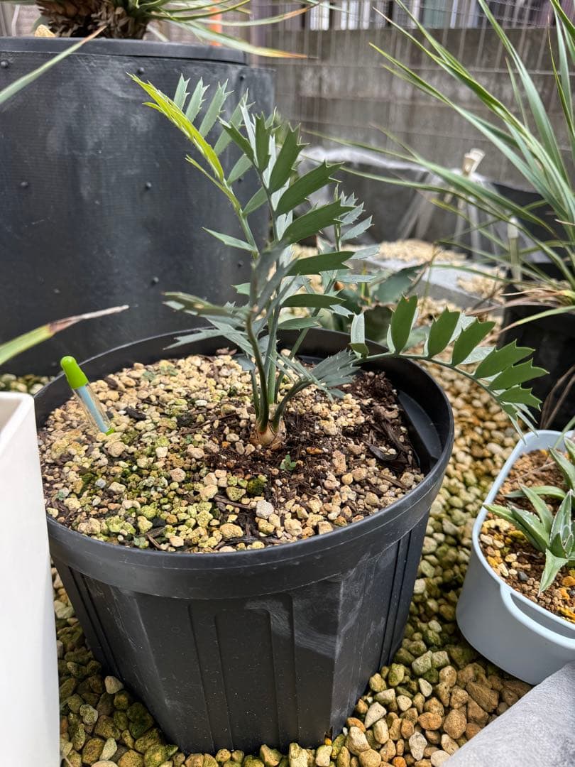 Euphorbia horridus 観葉植物　エンセファラルトス・ホリダス