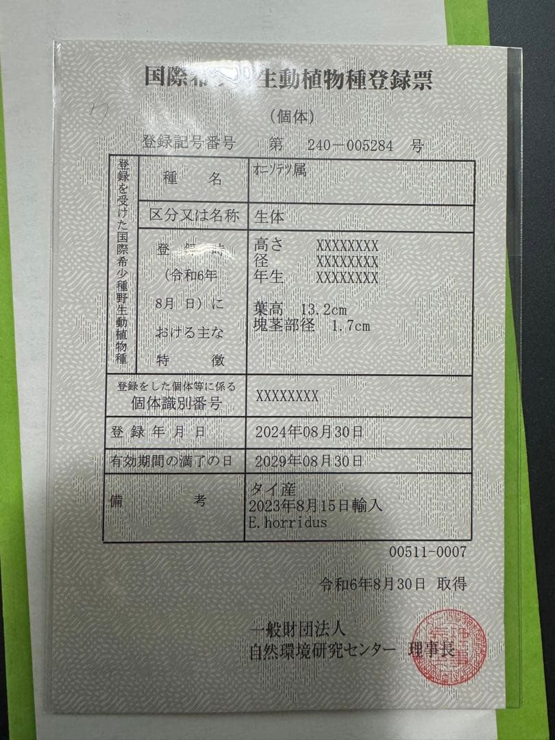 Euphorbia horridus 観葉植物　エンセファラルトス・ホリダス