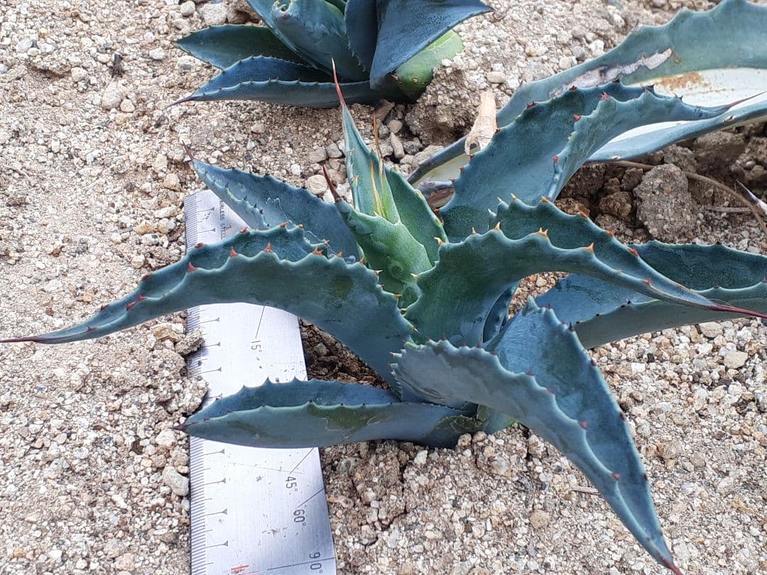 O-3【超最高級】斑入りモンステラ ボルシギアナ ホワイトタイガー