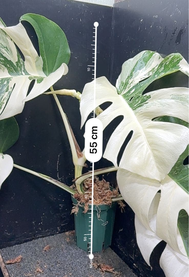 ブ*ト様 斑入りモンステラ ホワイトタイガー極美大株55cm白斑多