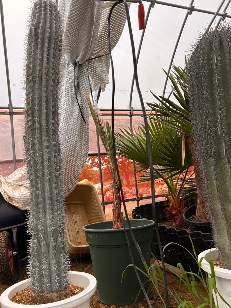 【引き取り限定】特大　弁慶柱　鉢底から120 このサイズはレア　発送の場合着払い