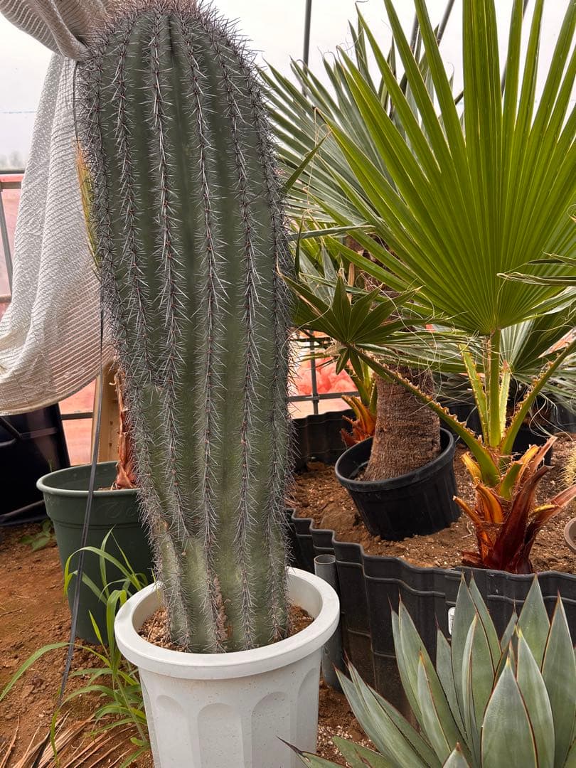 【引き取り限定】特大　弁慶柱　鉢底から120 このサイズはレア　発送の場合着払い