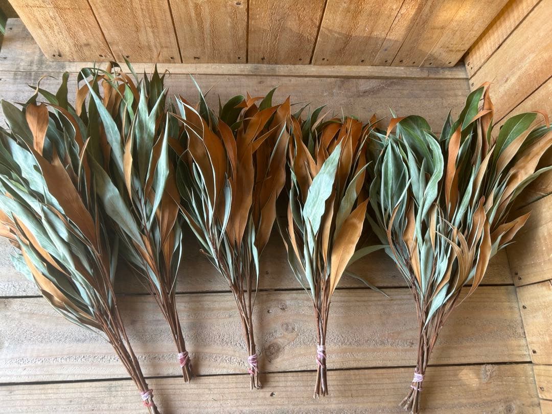 Shi-u☘️クローバー様✨人気花材❗️【⭐️】50本 グレビリアゴールド　ドライ