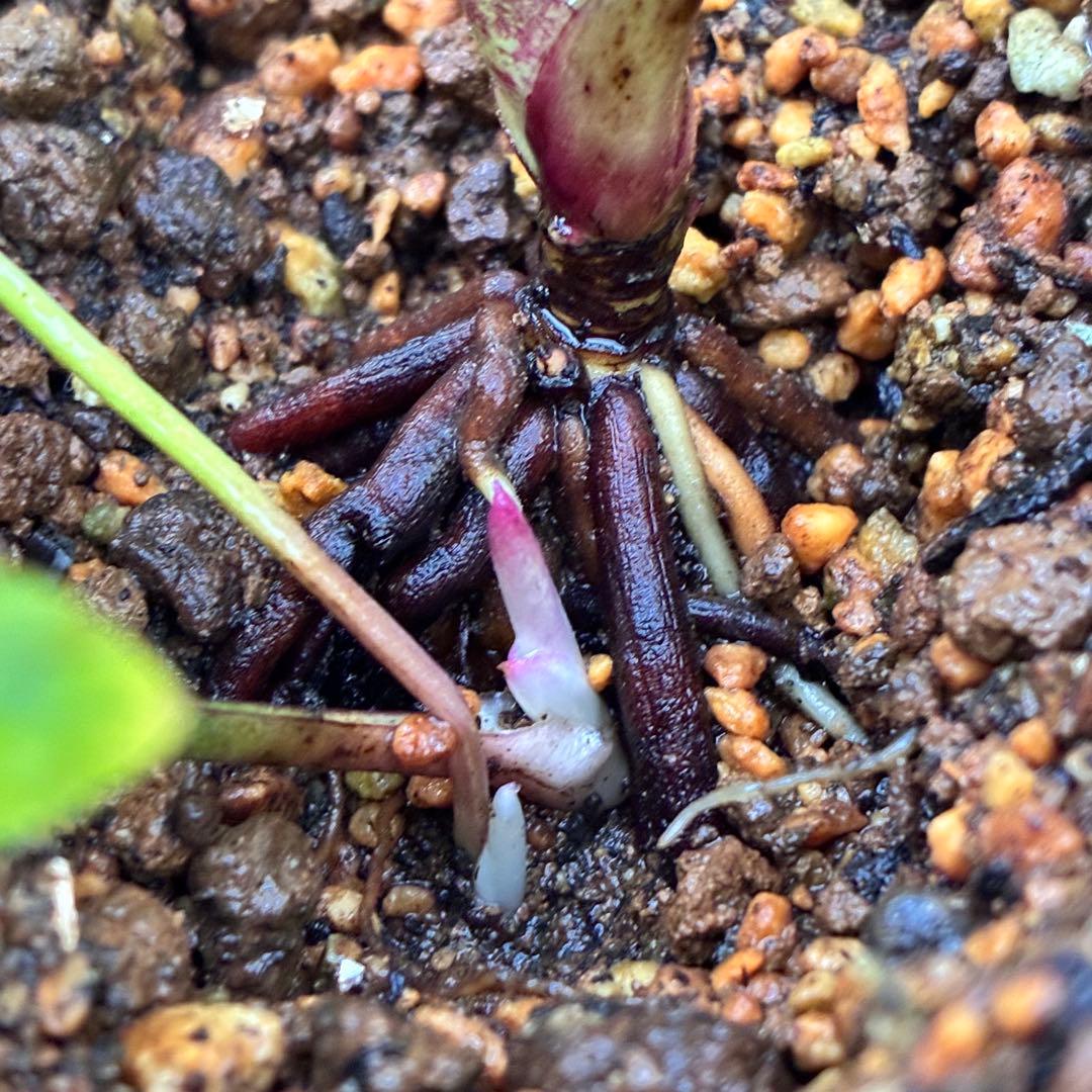 u*0様 ☘️蕾付き☘️3347⭐️小輪⭐️強香⭐️リグリクス交配⭐️ストライプ