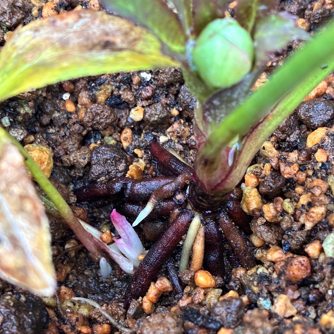 u*0様 ☘️蕾付き☘️3347⭐️小輪⭐️強香⭐️リグリクス交配⭐️ストライプ