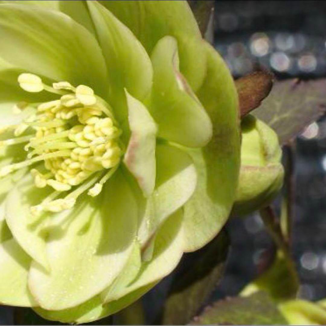 u*0様 ☘️蕾付き☘️3347⭐️小輪⭐️強香⭐️リグリクス交配⭐️ストライプ