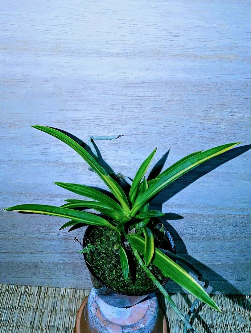 富貴蘭　建国錦