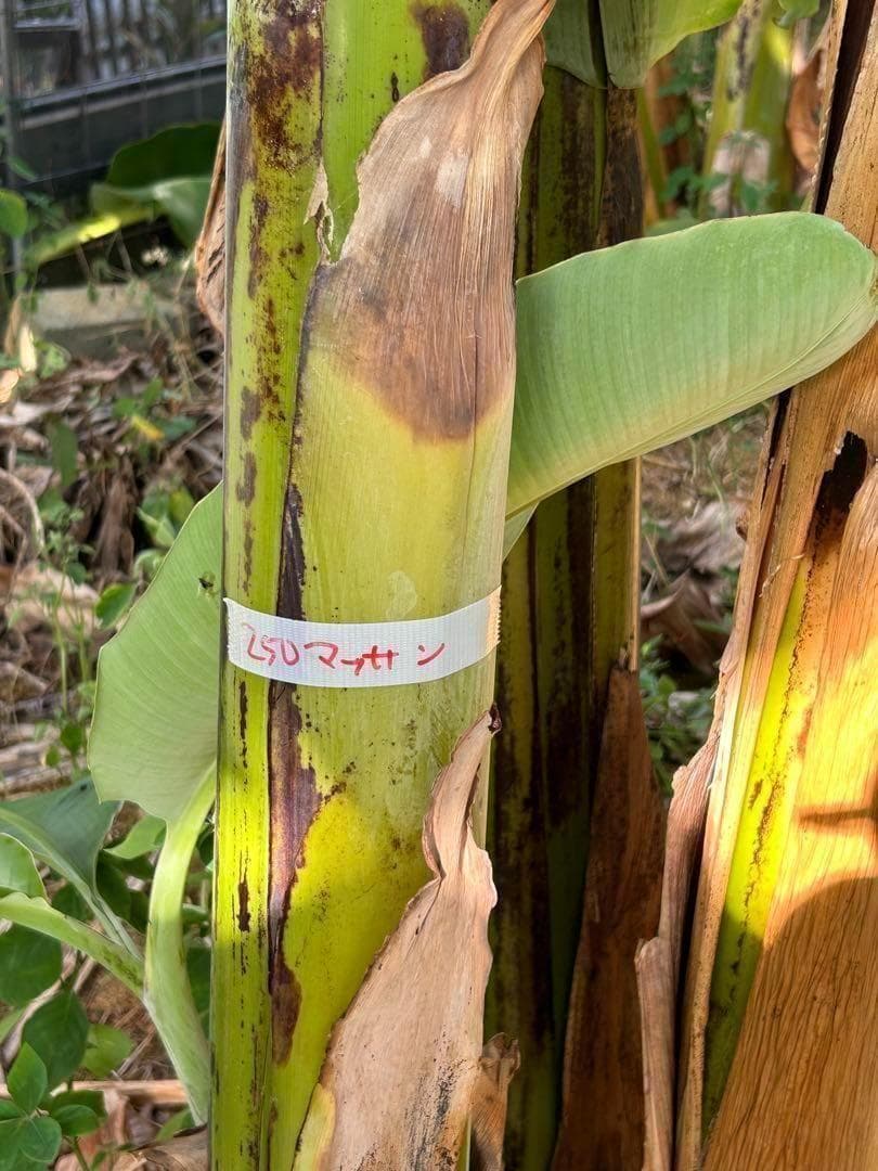 驚愕。251㎝巨大苗★ドワーフマッサンバナナ◆高糖度。耐寒性強く初心者も栽培容易