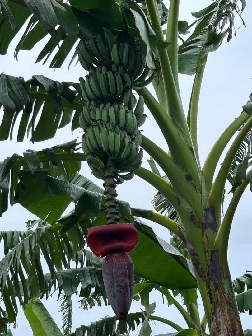 驚愕。251㎝巨大苗★ドワーフマッサンバナナ◆高糖度。耐寒性強く初心者も栽培容易