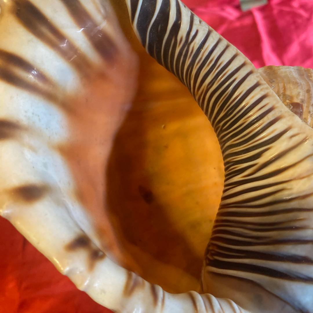 法螺貝 材料 約35cm 素材 魔除け