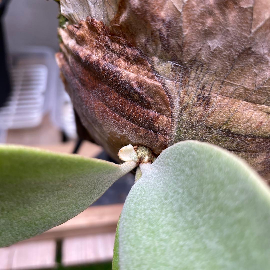 P.willinckii cv.Athip#3 pup - メルカリ