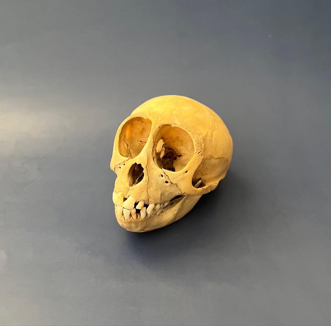 猿の頭蓋骨 骨格標本 - メルカリ