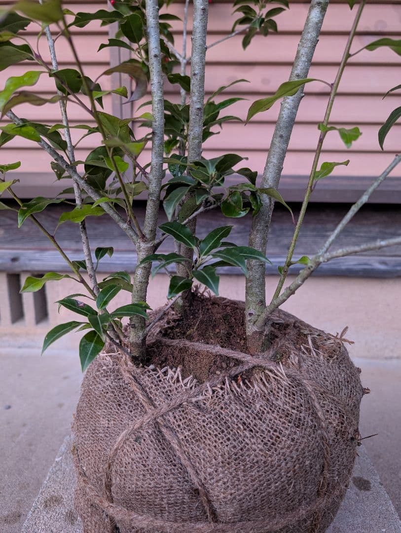 ソヨゴ　株立　雌株