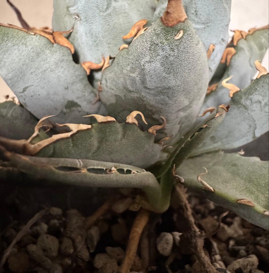 アガベ　BB×エボリスピナ ハイブリッド