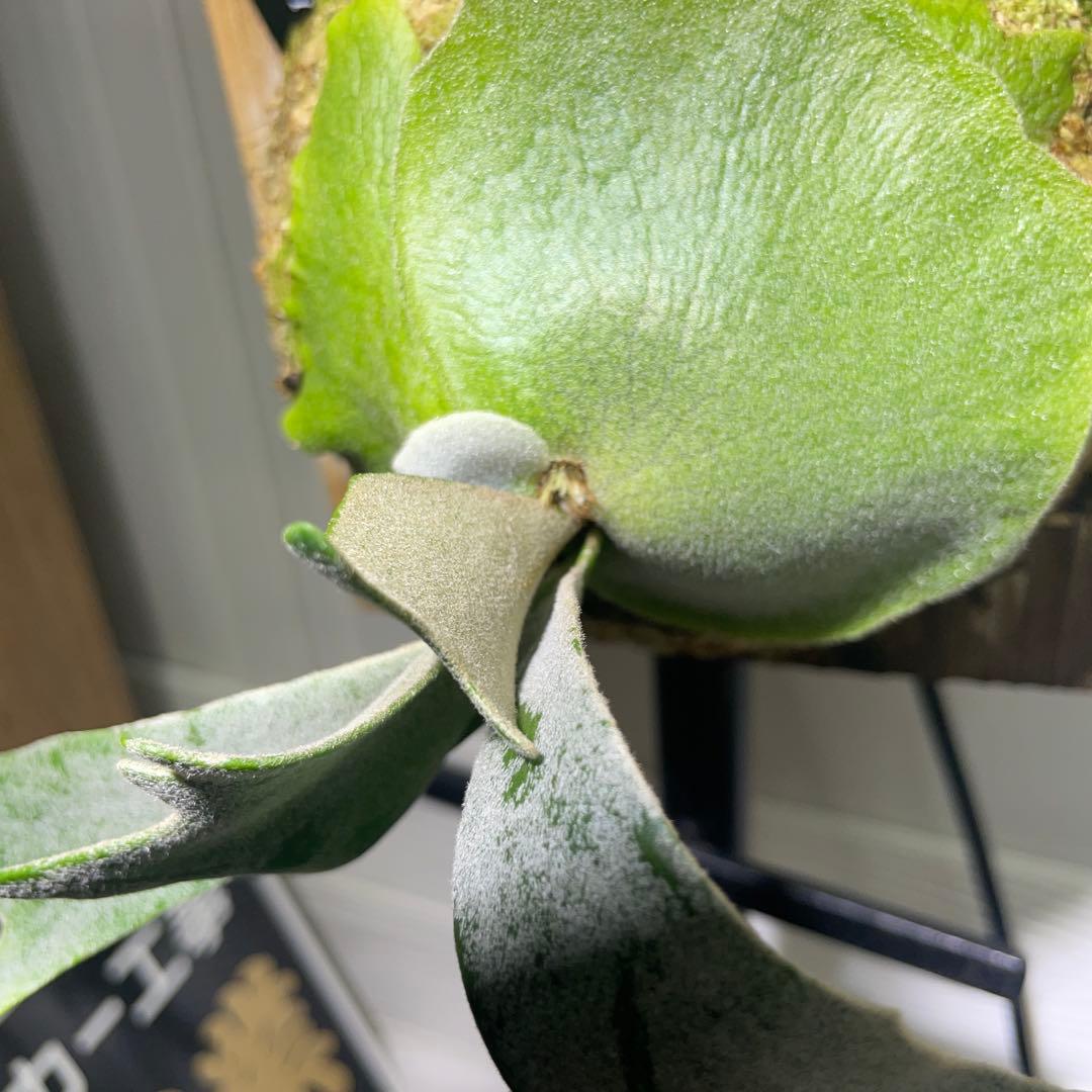 ビカクシダP. willinckii IZANAGI 伊弉諾イザナギ子株#41