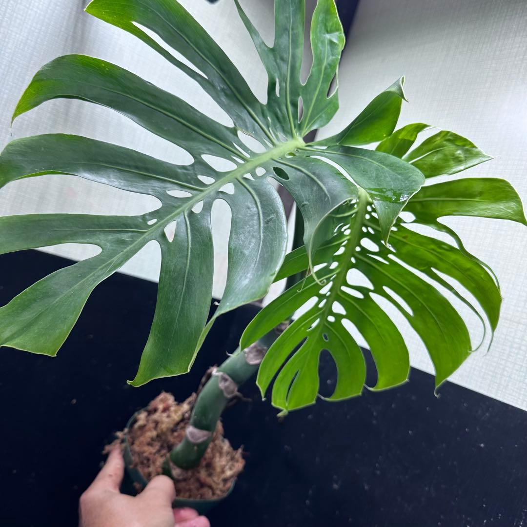 ミ*テ様 モンステラデリシオーサマクロコズム超希少系統鉢植え