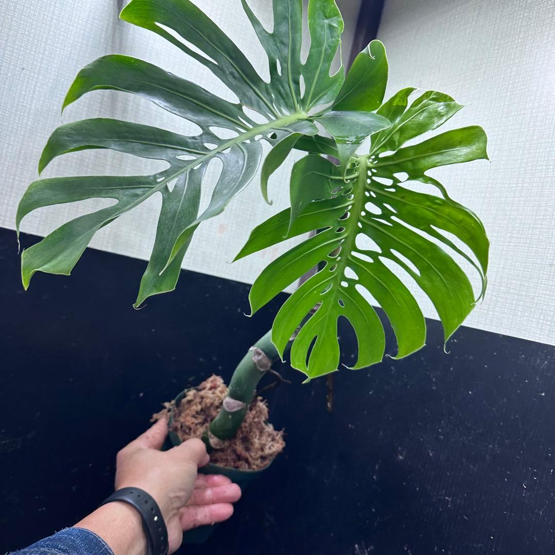 ミ*テ様 モンステラデリシオーサマクロコズム超希少系統鉢植え