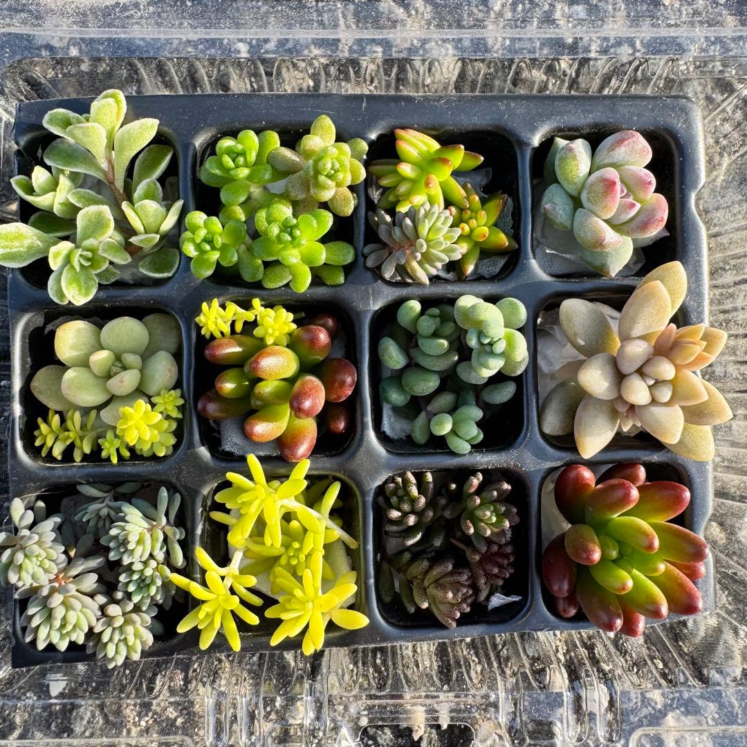 多肉植物 カット苗 セット♡ - メルカリ