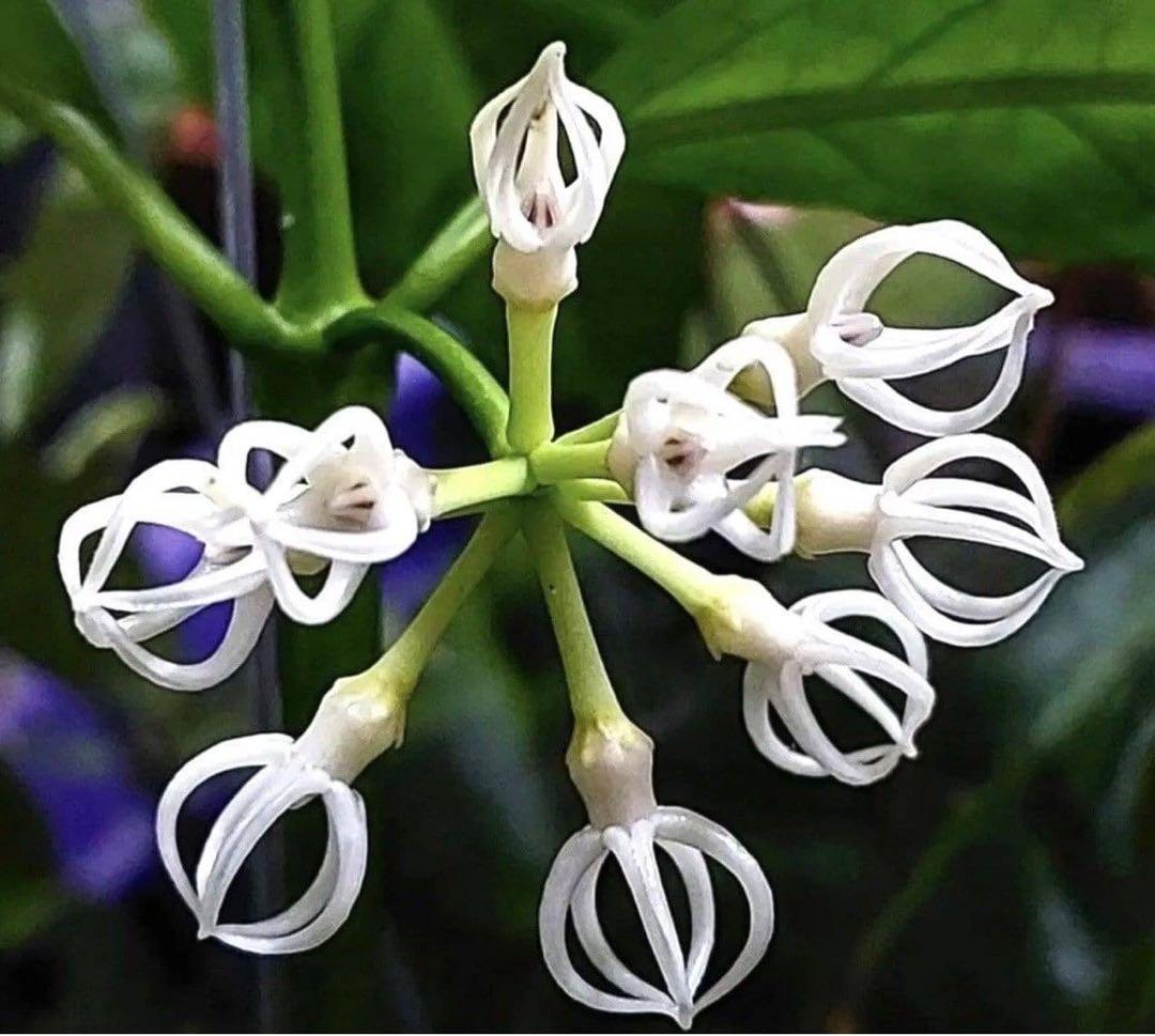 新着 希少 原種 ホヤ デシプラエ スプラッシュ サクララン 鉢花 - メルカリ