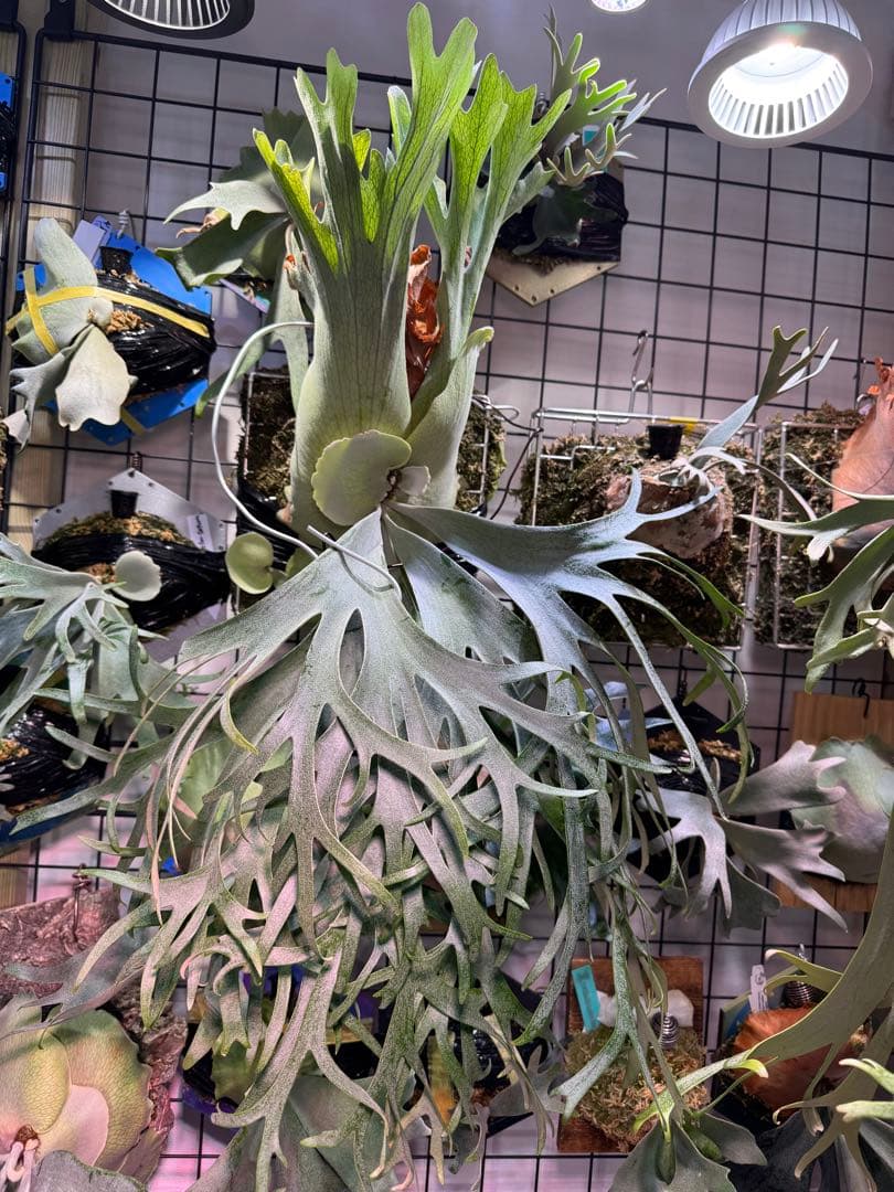 Sailor Mars oc 脇目 ビカクシダ - メルカリ