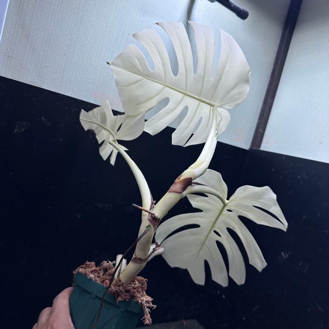 マ*ー様 斑入りモンステラ極上ホワイトタイガーフルムーン4号鉢植え発根済み