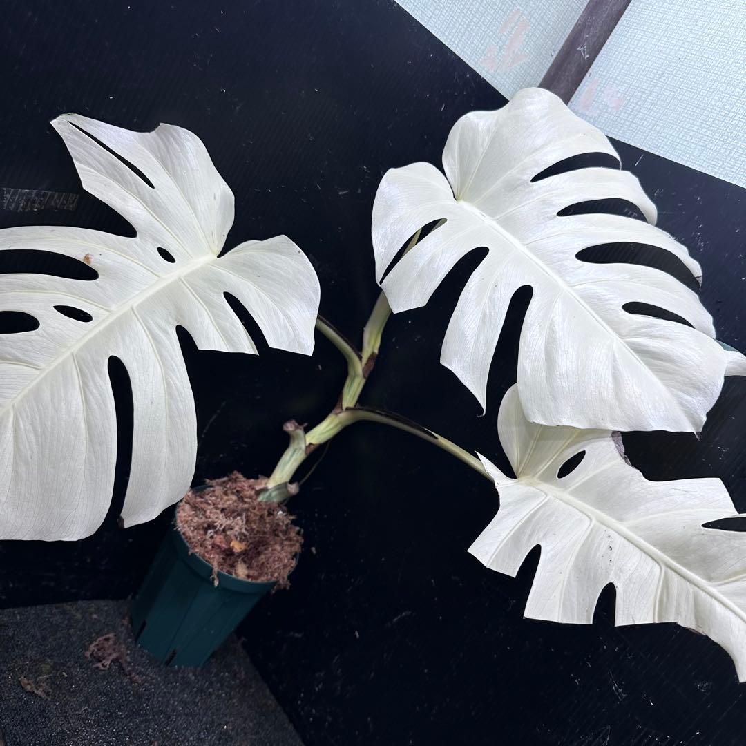 マ*ー様 斑入りモンステラ極上ホワイトタイガーフルムーン4号鉢植え発根済み