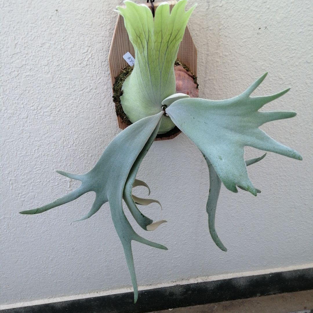 ビカクシダ ウィリンキー ボゴール willinckii Bogor - メルカリ