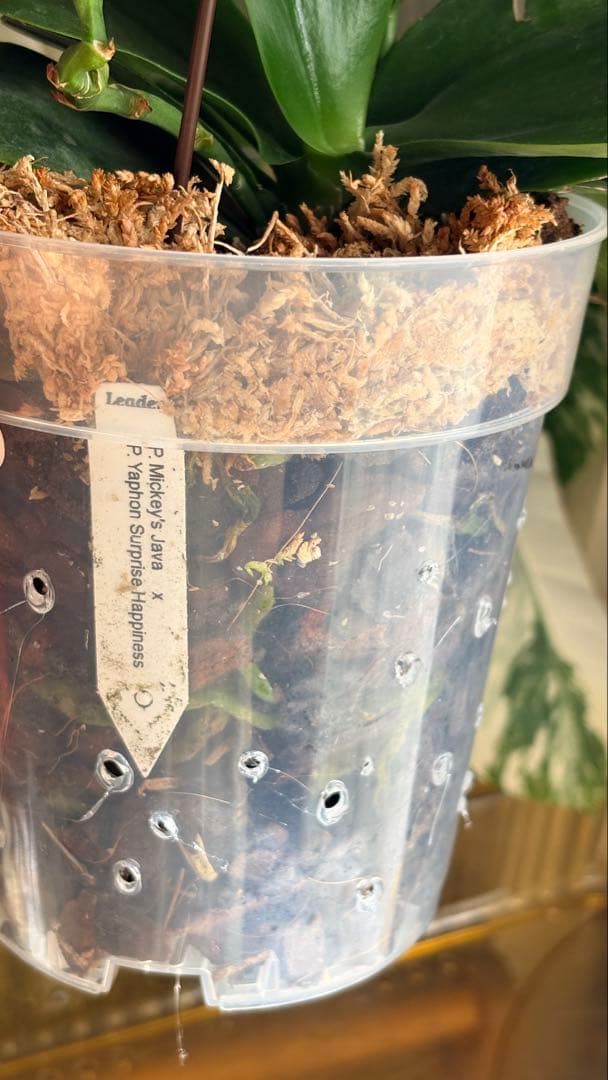 【希少・大株】胡蝶蘭　花茎3本 開花中 つぼみ付き ファレノプシス 原種交配種