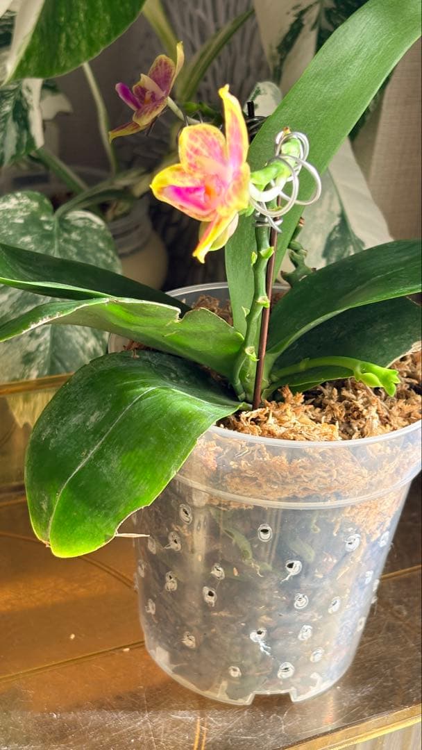 【希少・大株】胡蝶蘭　花茎3本 開花中 つぼみ付き ファレノプシス 原種交配種