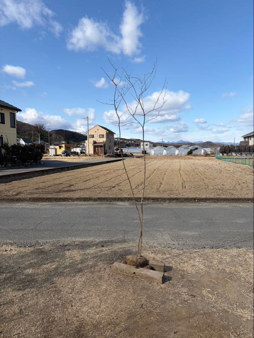 山採り アオダモ 自然樹形 - メルカリ