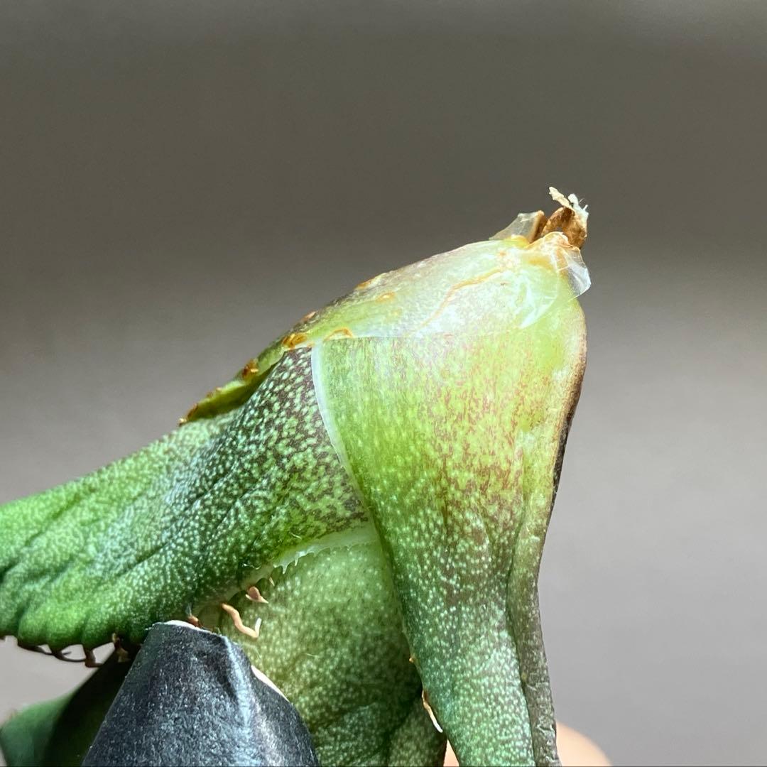 る*ー様 オークション【REZA産】イランフェア 希少 アガベ ルミナス