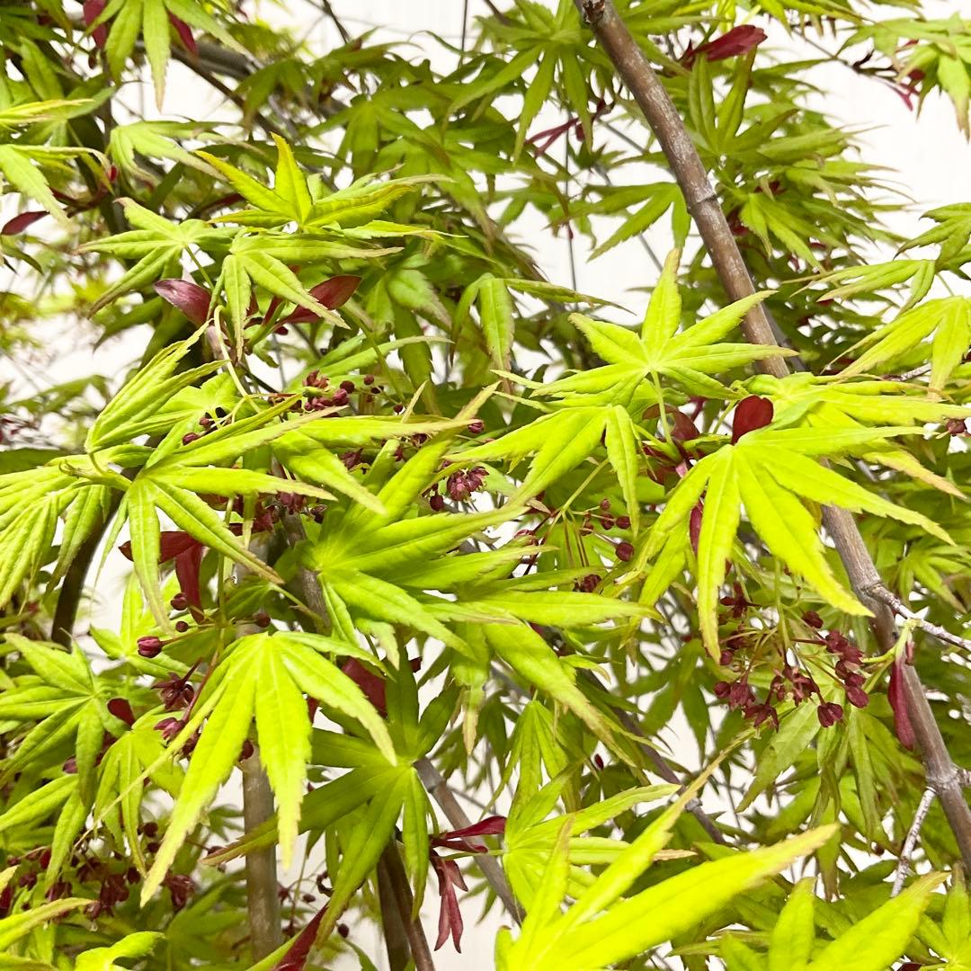 Kimono Ohana さん専用　紅葉　流泉　/867