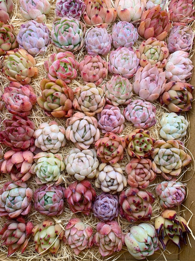 みほ⭐️未使用品はお値引き不可⭐️ モンステラデリシオーサ の検討