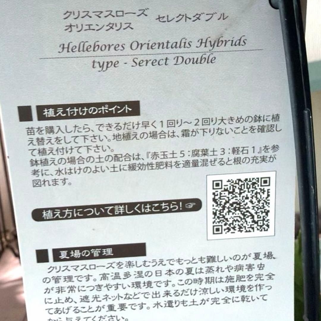 クリスマスローズ　静　ウィンターシンフォニー　セレクトダブル 《12/20》