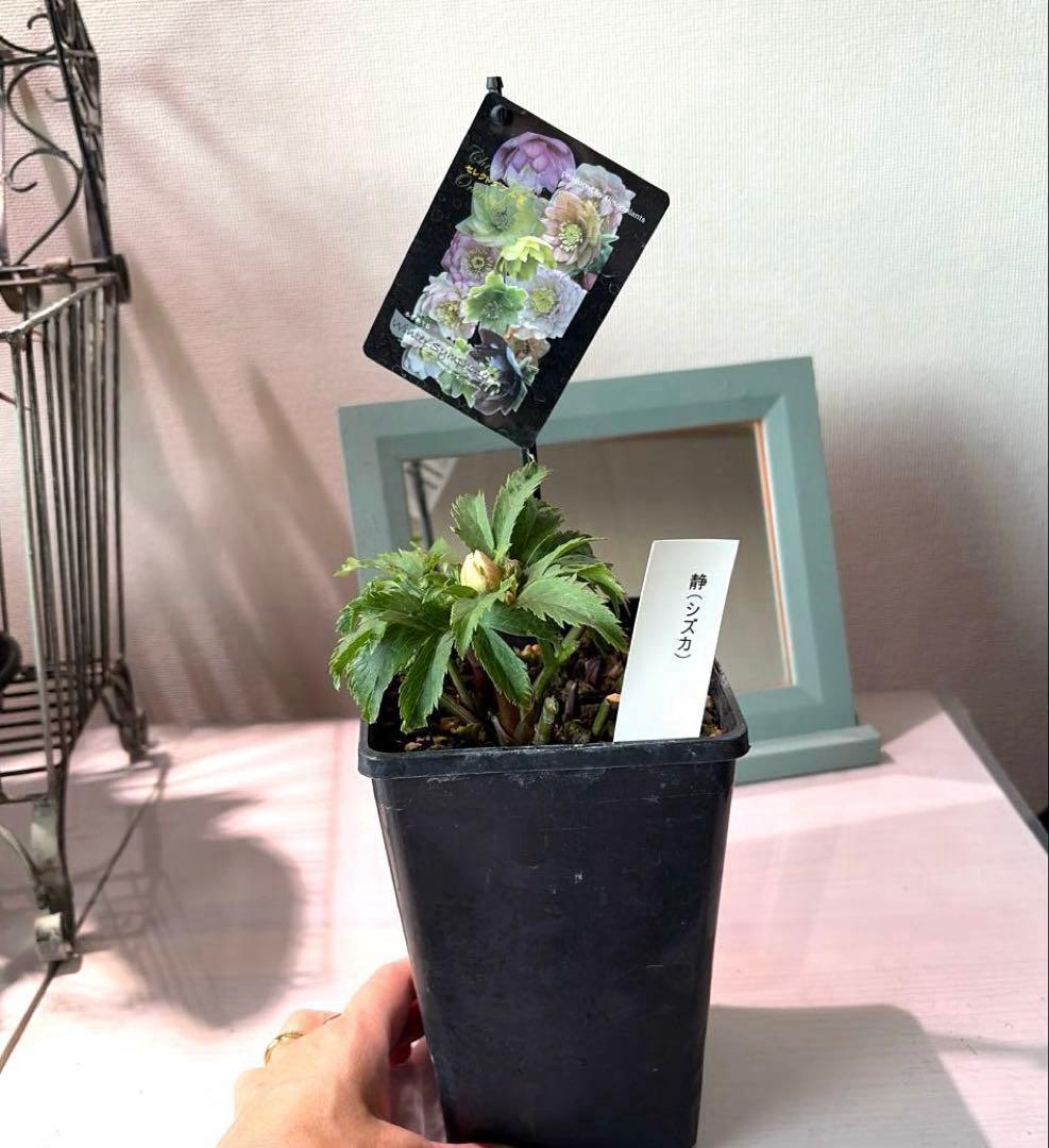 クリスマスローズ　静　ウィンターシンフォニー　セレクトダブル 《12/20》