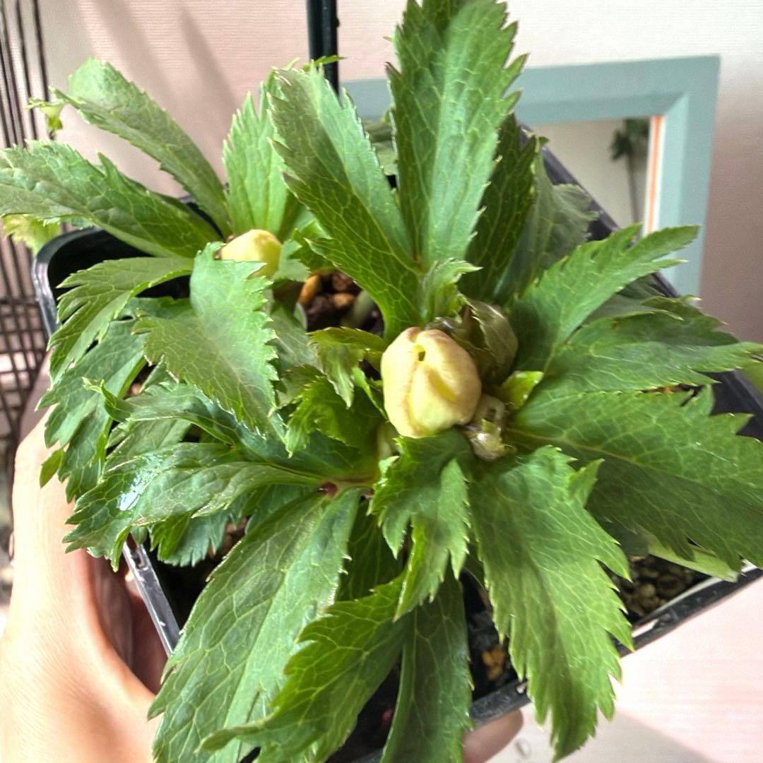 クリスマスローズ　静　ウィンターシンフォニー　セレクトダブル 《12/20》