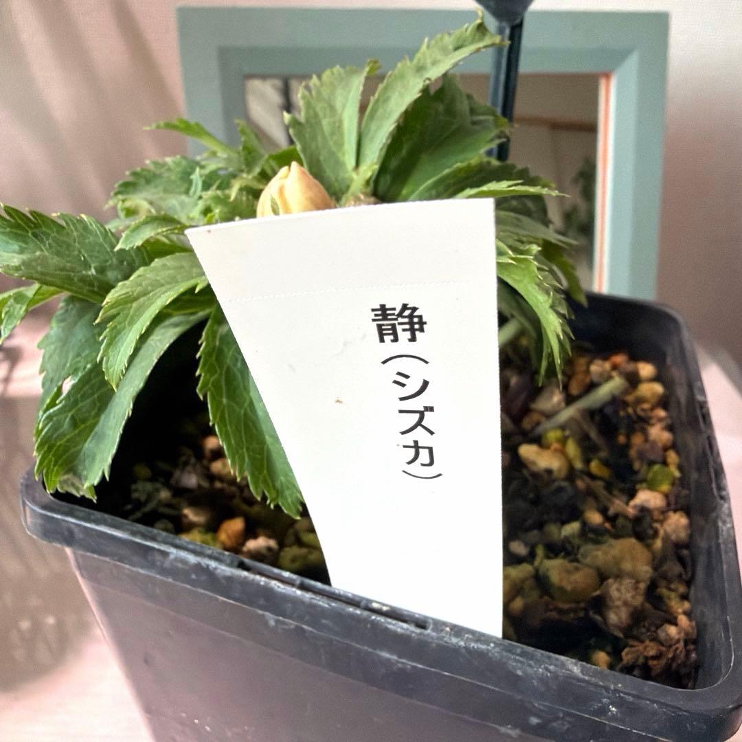 クリスマスローズ　静　ウィンターシンフォニー　セレクトダブル 《12/20》