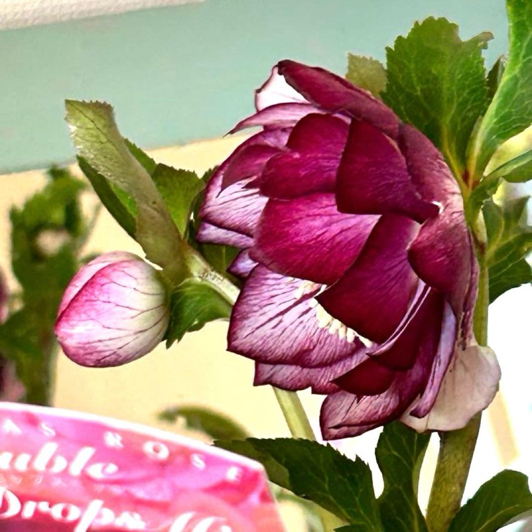 【開花株】クリスマスローズ　フルーツドロップスミックス　ダブル　５号《2/27》